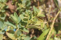 Euphorbia pallens Dillwyn